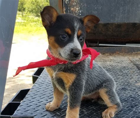 Dasher is a great little guy. . Blue heeler puppies for sale mn